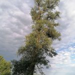 Krenglbach-Juni-2022-080